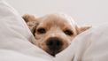 samen slapen met je huisdier / hond in bed