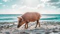 varkens op bahama's