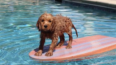 honden zwemvest zeemeermin